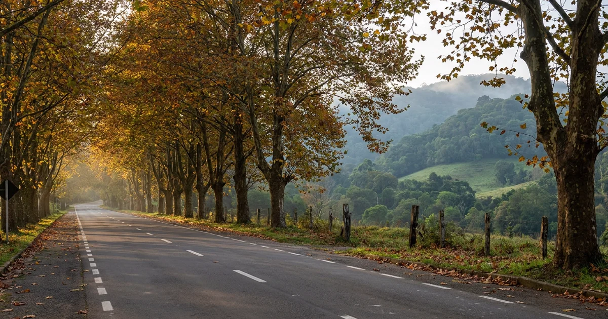Estrada arborizada da Rota Romântica na Serra Gaúcha com plátanos dourados no outono
